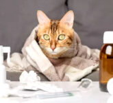 Mengungkap Peran Kucing dalam Penelitian Terobosan Pengobatan Kanker Mengungkap Peran Kucing dalam Penelitian Terobosan Pengobatan Kanker