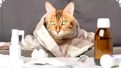 Mengungkap Peran Kucing dalam Penelitian Terobosan Pengobatan Kanker