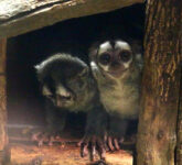 Monyet Malam Primata Tanpa Telinga, Misteri Adaptasi Nokturnal dan Perilaku Uniknya yang Menakjubkan