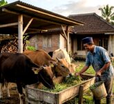 Mulai Usaha Ternak di Usia 40 Tahun, Raih Penghasilan Baru dengan 7 Ide Bisnis yang Menguntungkan!