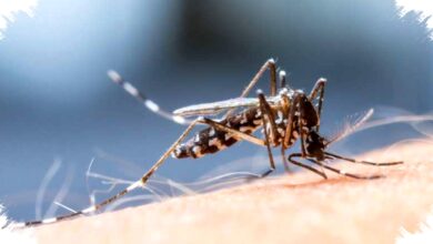 Pemantauan Vaksinasi Dengue Diperkuat untuk Lindungi Anak Sekolah di Palembang