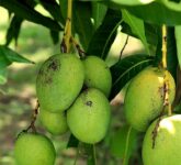 Pengalaman Nyata Lawan Semut Hitam di Pohon Mangga, Rahasia Alami Tanpa Pestisida Berbahaya!