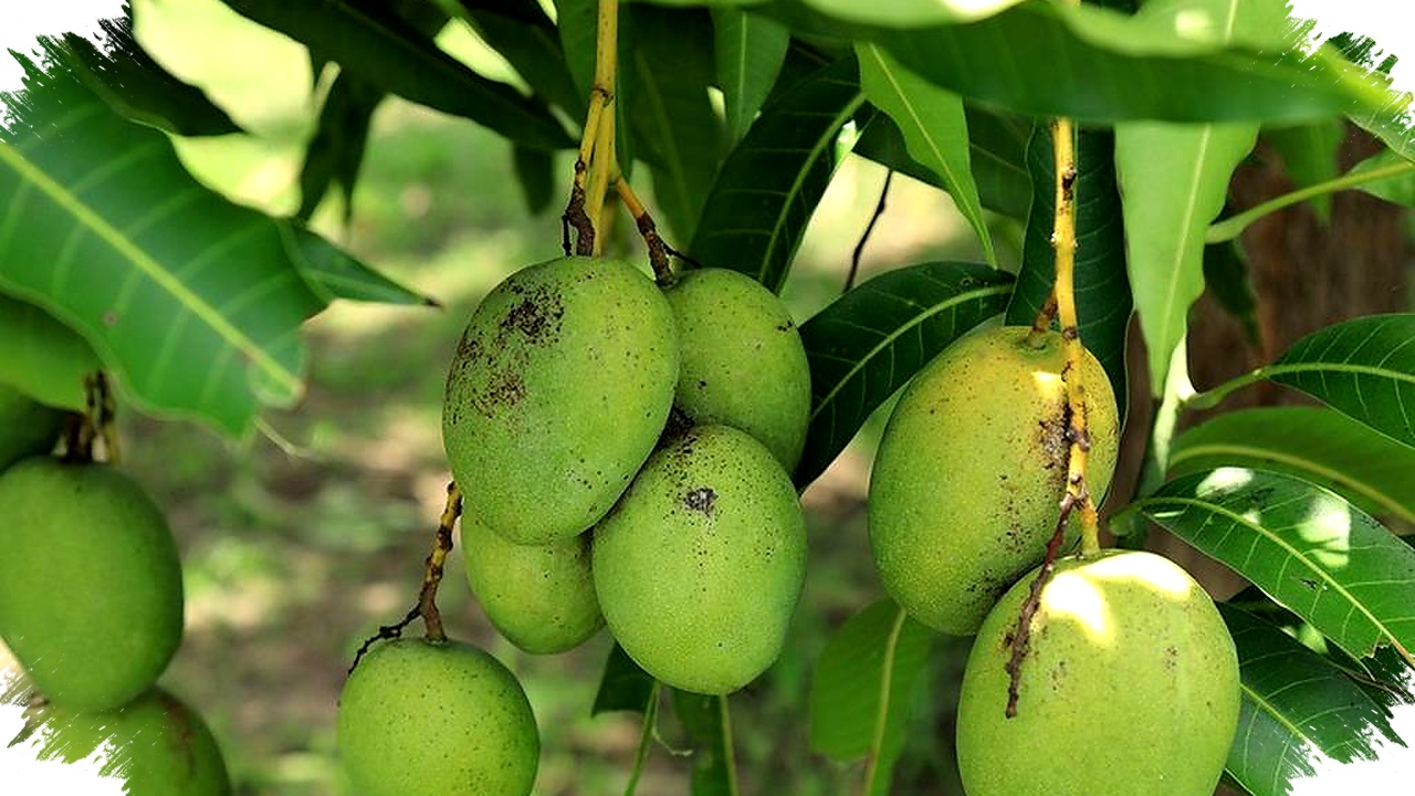 Pengalaman Nyata Lawan Semut Hitam di Pohon Mangga, Rahasia Alami Tanpa Pestisida Berbahaya! Pengalaman Nyata Lawan Semut Hitam di Pohon Mangga, Rahasia Alami Tanpa Pestisida Berbahaya!