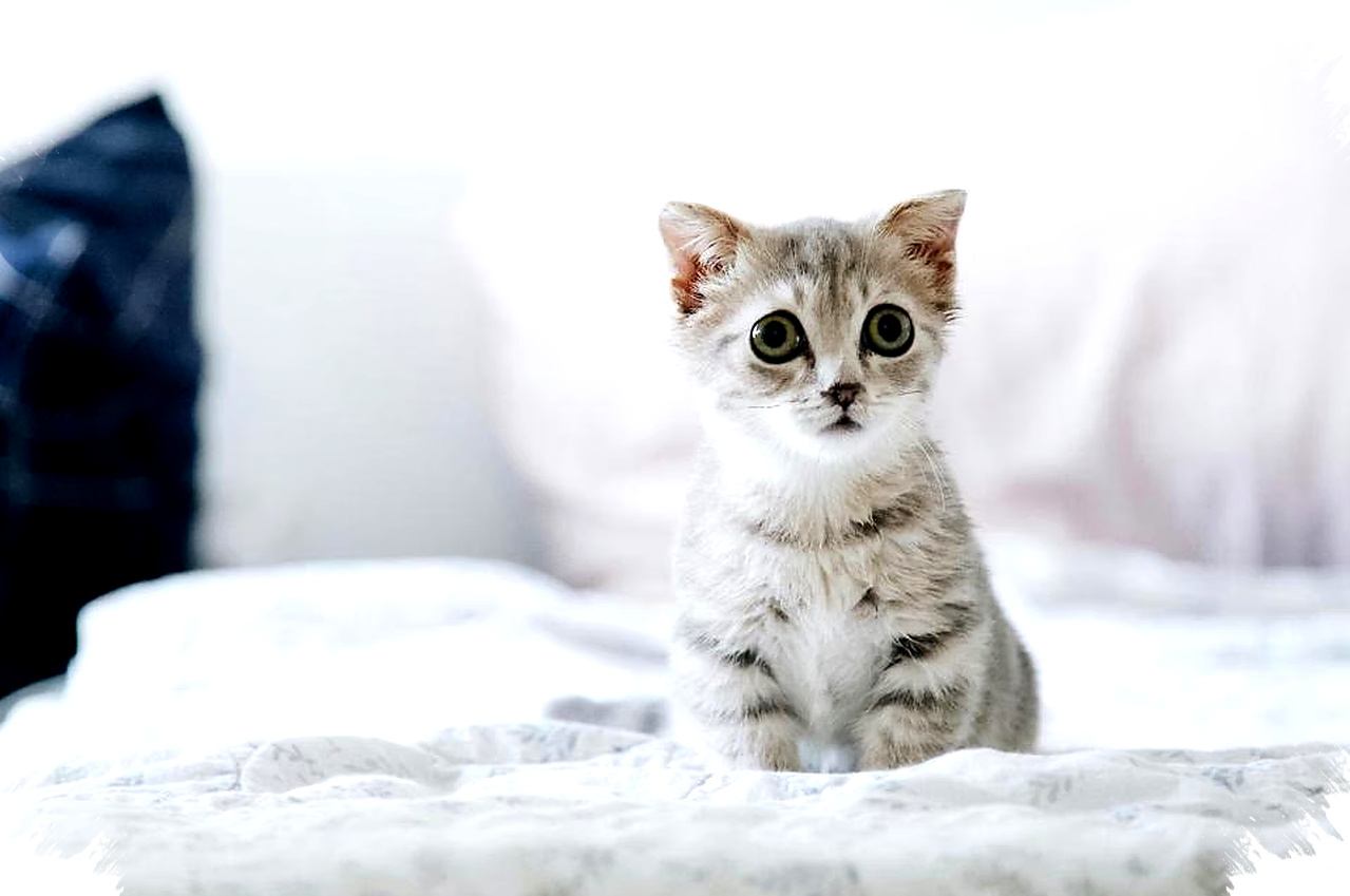 Rahasia Perawatan Anak Kucing Tetap Sehat, 4 Langkah Kebersihan yang Jarang Diketahui Pemilik Hewan Peliharaan