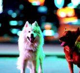 Sora Ditutup Setelah 6 Bulan, Biaya Besar Mengalahkan Popularitasnya