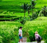 Suami Istri Bekerja Fulltime Tapi Untung Besar dari Side Hustle Sawah, Begini Rahasianya!