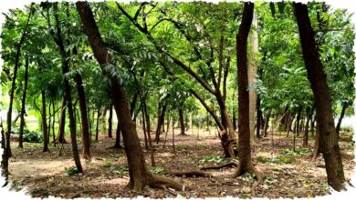Sudut Gelap Taman Kota Cawang Terkuak, Temuan Alat Kontrasepsi dan Miras Memicu Penutupan Akses serta Operasi Malam Intensif