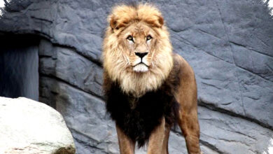 Surai Singa Jantan Bukan Pelindung, Ini Sinyal Kekuatan yang Dipilih Betina