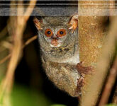 Tarsius Primata Mungil Dengan Mata Raksasa, Rentan Bunuh Diri Akibat Stres Penangkaran