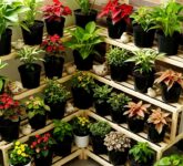 Teras 1x2 Meter Bukan Halangan, 8 Model Kebun Tanaman Hias Tumpuk Keindahan di Lahan Sempit yang Kompetitor Tak Tembus Teras 1x2 Meter Bukan Halangan, 8 Model Kebun Tanaman Hias Tumpuk Keindahan di Lahan Sempit yang Kompetitor Tak Tembus