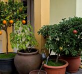 Teras Sempit Tak Lagi Alasan, Kebun Buah Estetik Ini Bisa Berbuah 6 Bulan hingga 1 Tahun