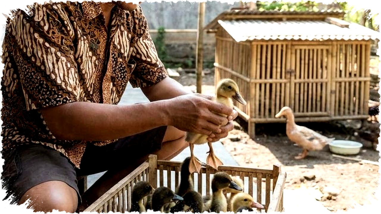 Ternak Apa Saja yang Bisa Hidup Nyaman di Kandang 1×1 Meter, Ini 6 Pilihan Paling Efisien untuk Usaha Rumahan! Ternak Apa Saja yang Bisa Hidup Nyaman di Kandang 1×1 Meter, Ini 6 Pilihan Paling Efisien untuk Usaha Rumahan!