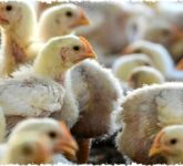 Ternak Ayam Petelur Lebih Untung dari Pedaging Benarkah Ini Rahasia dan Risiko yang Harus Anda Tahu! Ternak Ayam Petelur Lebih Untung dari Pedaging Benarkah Ini Rahasia dan Risiko yang Harus Anda Tahu!