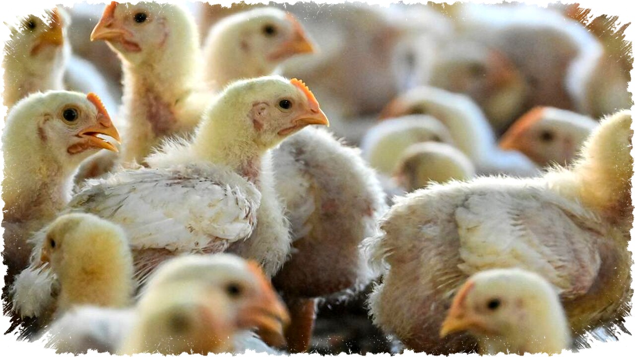 Ternak Ayam Petelur Lebih Untung dari Pedaging Benarkah Ini Rahasia dan Risiko yang Harus Anda Tahu! Ternak Ayam Petelur Lebih Untung dari Pedaging Benarkah Ini Rahasia dan Risiko yang Harus Anda Tahu!