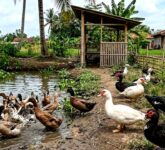 Ternak Itik Vs Entok Mana Lebih Menguntungkan Kecepatan Panen, Biaya Pakan, dan Potensi Untung Jadi Penentu Utama!