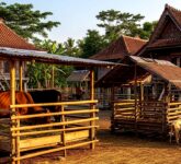 Ternak Kambing Atau Sapi Pilih Mana, Modal Kecil & Reproduksi Cepat Lawan Investasi Besar & Keuntungan Jangka Panjang!