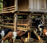 Ternak Kambing Vs Ayam Kampung Mana Lebih Stabil, Risiko Penyakit Dan Modal Jadi Penentu Hidup Mati Usaha Anda!