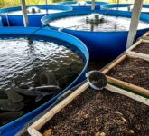 Ternak Lele atau Maggot BSF Unggul Mana, Biaya Pakan dan Modal Jadi Penentu Utama Keuntungan!