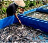 Ternak Lele dan Nila di Kolam Terpal, Ungkap Mana yang Paling Tahan Penyakit dan Strategi Ampuh Menjaganya!