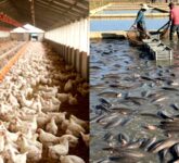 Ternak Lele vs Ayam untuk Usia 40 Tahun, Modal Ringan dan Risiko Rendah atau Untung Besar dengan Manajemen Ketat?