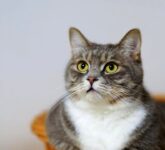 Tinggalkan Anabul Saat Mudik Lebaran, Konflik Cemas Atau Solusi Aman yang Wajib Anda Terapkan!