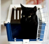 Tips Membawa Kucing Mudik Naik Motor, Rahasia Agar Anabul Tetap Tenang dan Bebas Stres!