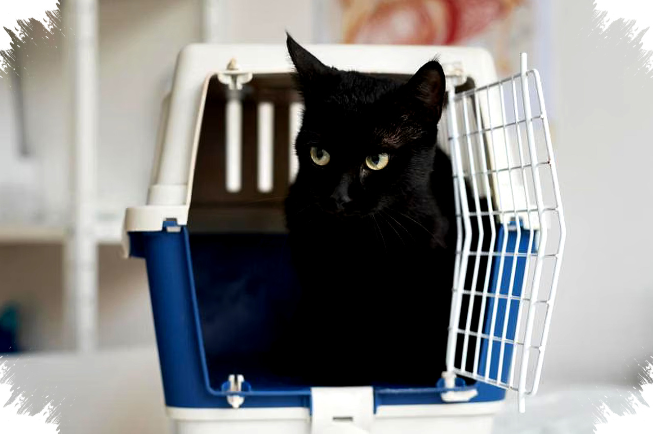 Tips Membawa Kucing Mudik Naik Motor, Rahasia Agar Anabul Tetap Tenang dan Bebas Stres!