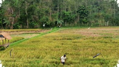 Tulungagung Baru Serap 30 Persen Pupuk Subsidi, Musim Tanam Padi Jadi Penentu