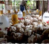 Usaha Ayam Potong Menjanjikan Modal Terjangkau, Cara Cerdas Menghitung Biaya dan Meraih Untung Optimal!
