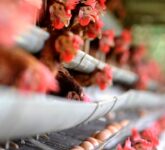 Usaha Ternak Paruh Waktu Tanpa Mengganggu Kerja Kantoran, Strategi Cerdas Raup Untung Besar dari Rumah tanpa Harus Full Time