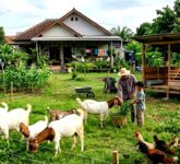 Usaha Ternak Rumahan Tanpa Kandang Permanen, Bongkar Ilusi Modal Besar dan Lahan Luas yang Bikin Anda Gagal!