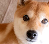 XRP Menantang Dogecoin Dalam Investasi $500 Tiga Tahun, Strategi Nyata Vs Hype Tanpa Dasar yang Bisa Menghancurkan Portofolio Anda