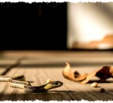 10 Tanaman Pengusir Ular Ini Bukan Mitos, Aroma Tajamnya Bisa Membuat Reptil Menjauh