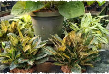 10 Tanaman Penjaga Rumah Yang Dipercaya Menolak Energi Negatif Dan Membawa Rezeki