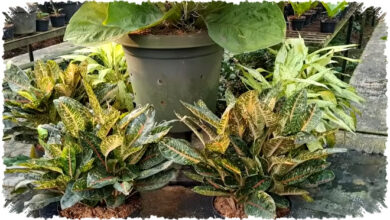 10 Tanaman Penjaga Rumah Yang Dipercaya Menolak Energi Negatif Dan Membawa Rezeki