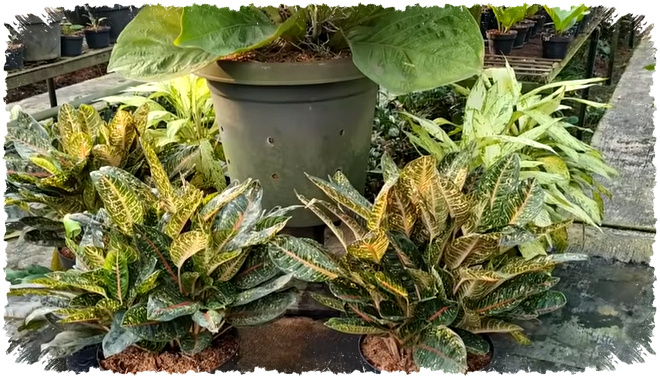 10 Tanaman Penjaga Rumah Yang Dipercaya Menolak Energi Negatif Dan Membawa Rezeki