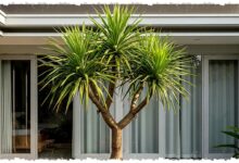 10 Tanaman Pot Luar Rumah Paling Bandel, Tetap Hidup Meski Panas dan Hujan Menggila 10 Tanaman Pot Luar Rumah Paling Bandel, Tetap Hidup Meski Panas dan Hujan Menggila