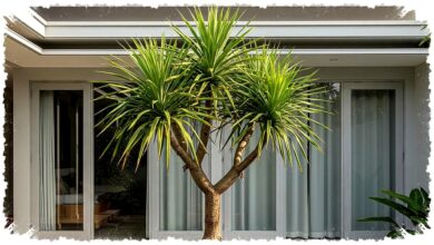 10 Tanaman Pot Luar Rumah Paling Bandel, Tetap Hidup Meski Panas dan Hujan Menggila