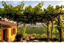 10 Tanaman Rambat Buah Ini Bukan Sekadar Peneduh, Halaman Minimalis Bisa Panen Sekaligus