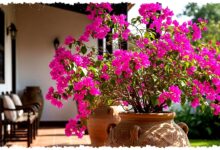 11 Pohon dalam Pot Besar Ini Bukan Sekadar Cantik, Teras Rumah Sederhana Bisa Lebih Sejuk 11 Pohon dalam Pot Besar Ini Bukan Sekadar Cantik, Teras Rumah Sederhana Bisa Lebih Sejuk