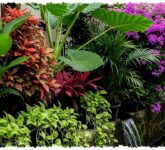 12 Tanaman Pinggir Selokan yang Tak Sekadar Cantik, Bisa Bantu Redam Bau dan Erosi