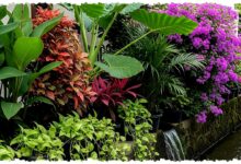 12 Tanaman Pinggir Selokan yang Tak Sekadar Cantik, Bisa Bantu Redam Bau dan Erosi 12 Tanaman Pinggir Selokan yang Tak Sekadar Cantik, Bisa Bantu Redam Bau dan Erosi