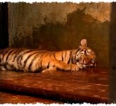 2 Anak Harimau Tewas Karena Panleukopenia, Dokter Hewan Ungkap Bahayanya Lebih Mematikan dari Kucing Domestik 2 Anak Harimau Tewas Karena Panleukopenia, Dokter Hewan Ungkap Bahayanya Lebih Mematikan dari Kucing Domestik