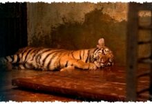 2 Anak Harimau Tewas Karena Panleukopenia, Dokter Hewan Ungkap Bahayanya Lebih Mematikan dari Kucing Domestik