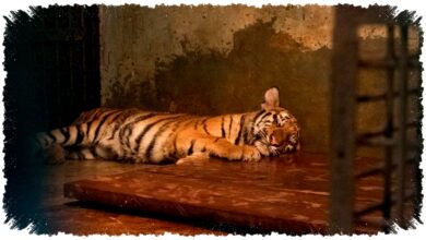 2 Anak Harimau Tewas Karena Panleukopenia, Dokter Hewan Ungkap Bahayanya Lebih Mematikan dari Kucing Domestik