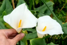 20 Bunga Putih Terindah untuk Taman, Cantik, Tahan Panas, dan Mudah Dirawat