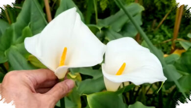 20 Bunga Putih Terindah untuk Taman, Cantik, Tahan Panas, dan Mudah Dirawat