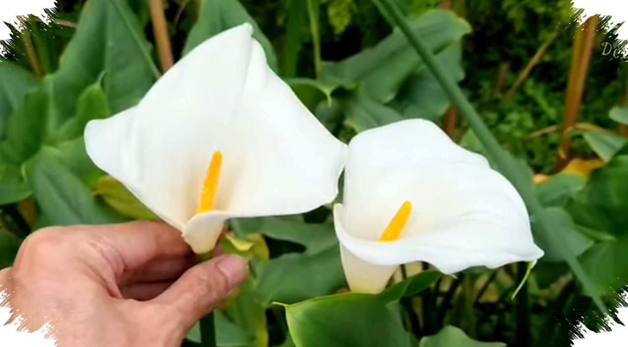 20 Bunga Putih Terindah untuk Taman, Cantik, Tahan Panas, dan Mudah Dirawat