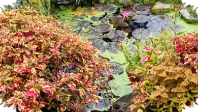 21 Tanaman Hias Gantung, Solusi Cantik Rumah Sempit Tanpa Butuh Lahan Luas