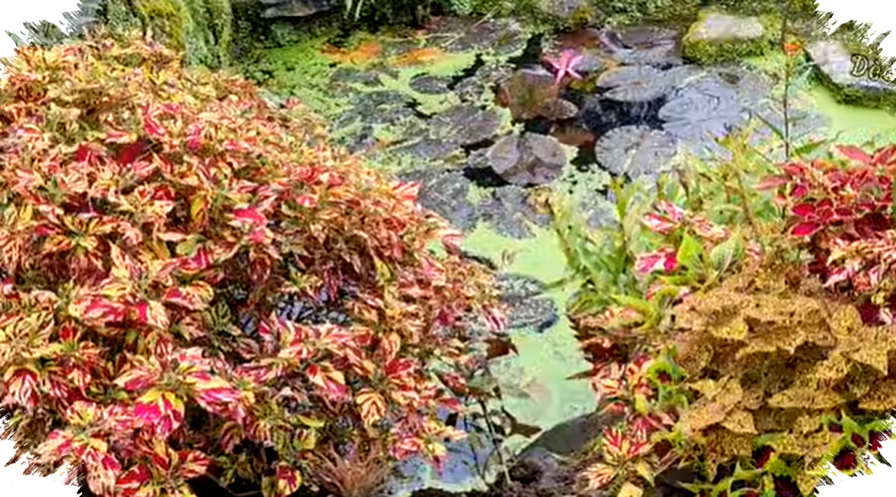 21 Tanaman Hias Gantung, Solusi Cantik Rumah Sempit Tanpa Butuh Lahan Luas 21 Tanaman Hias Gantung, Solusi Cantik Rumah Sempit Tanpa Butuh Lahan Luas
